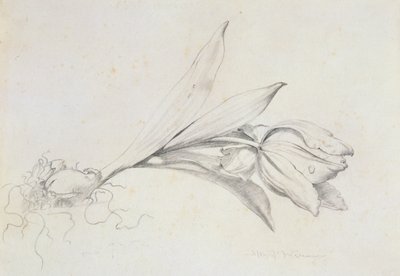 Tulip by Albert Williams